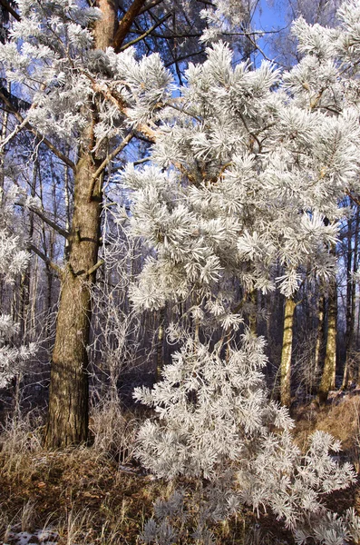 Bello inverno hoarfrost rime su rami di pino nella foresta — Foto Stock