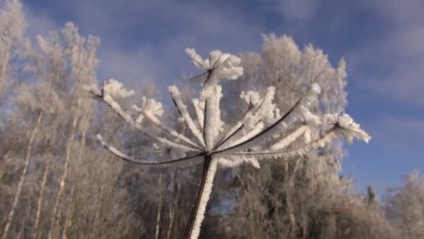 Beautiful hoarfrost rime in winter time plant and wind — Stock Video