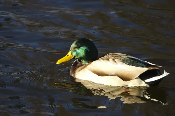 Yeşilbaş ördekler (Anas platyrhynchos) rahatlatıcı gölet — Stok fotoğraf