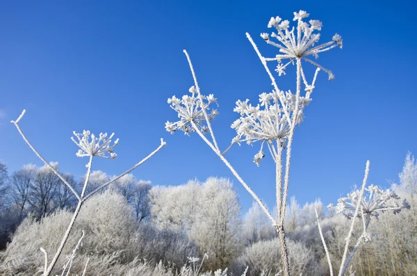Piękny zimowy czas szron na roślinach — Zdjęcie stockowe
