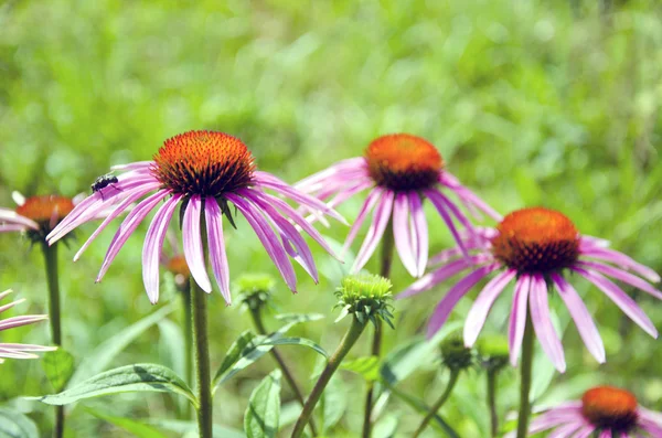 Mor güzel tıbbi çok yıllık koni Echinacea Purpurea çiçekler — Stok fotoğraf