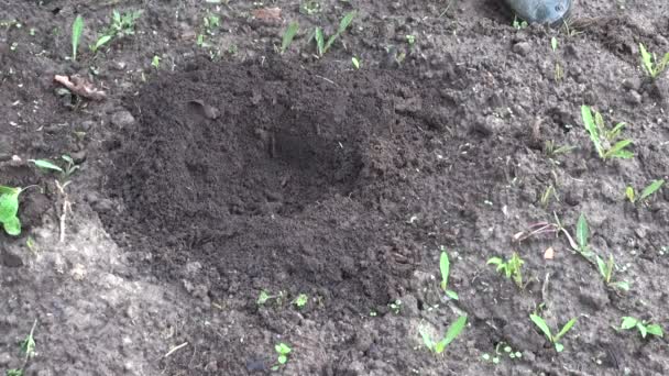 Campesino manos plantación de plántulas de calabaza en el suelo — Vídeos de Stock
