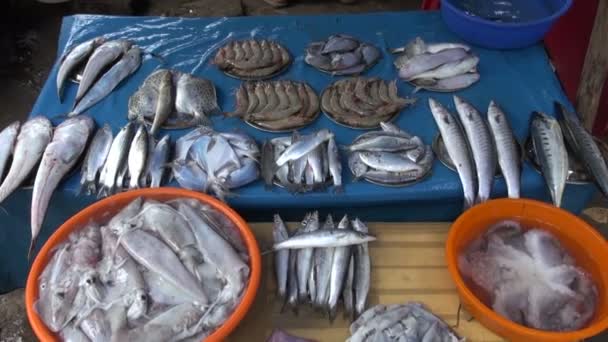 Pescado fresco, gambas y calamares en plato de metal. mercado de mariscos en Kochi, India — Vídeo de stock