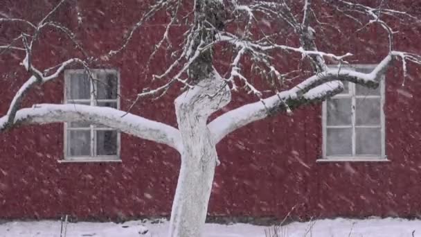 Winter vallende sneeuwstorm in dorp op apple boomstam — Stockvideo