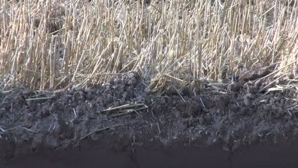 Campo de cultivo con rastrojo de trigo después de la cosecha — Vídeos de Stock