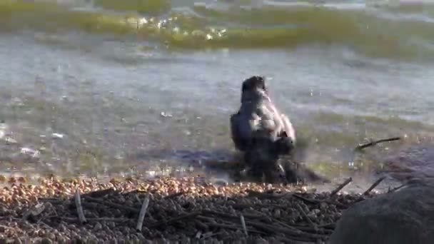 Bonte kraai (Corvus corone) Zee waterbad wassen op strand — Stockvideo