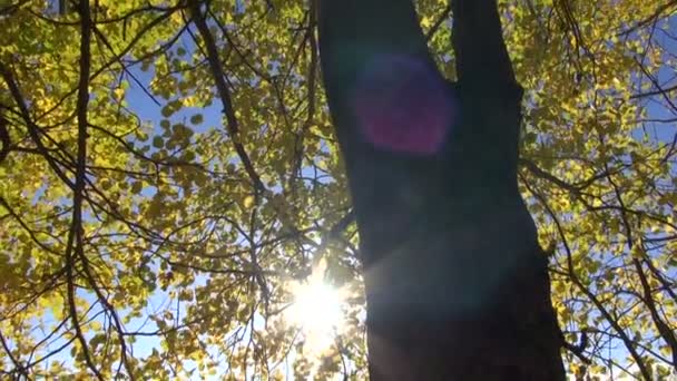 Autumn  wind in beautiful aspen forest — Stock Video