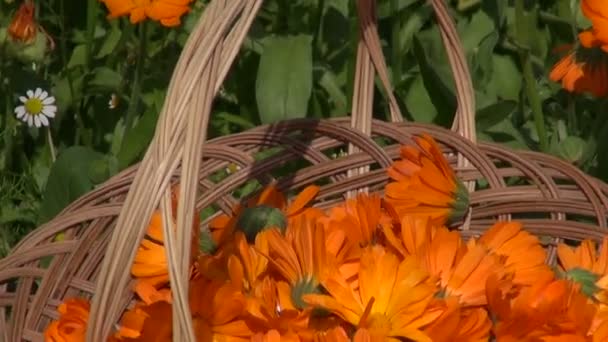 Marigold calendula medical flower herbs in wicker basket — Stock Video