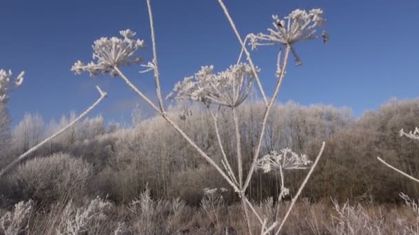 Beautiful hoarfrost rime in winter  plant and wind — Stock Video