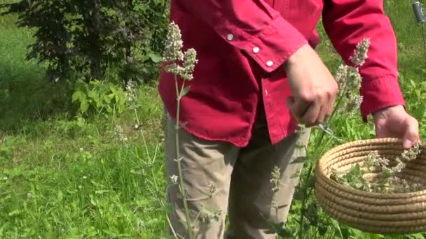 Jardineiro cortado com tesoura planta médica erva-cidreira em cesta de vime — Vídeo de Stock