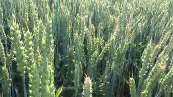 Caminando y buscando en la granja de verano campo de trigo — Vídeo de stock