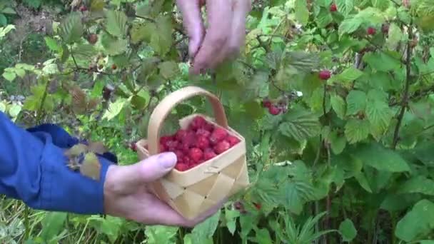 Wilde aardbeien plukken in de zomer — Stockvideo