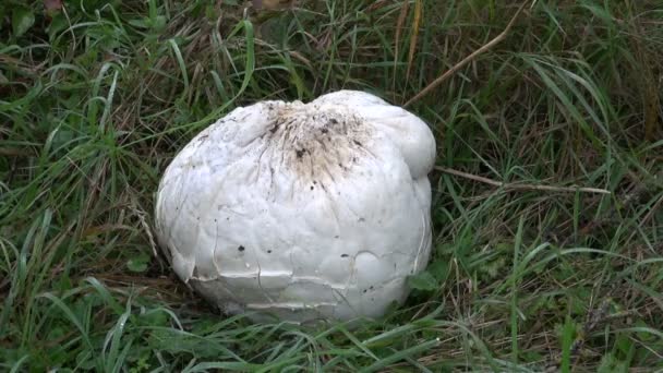 Gigantyczne puffball Langermannia gigantea grzyb i czerwone jabłko — Wideo stockowe