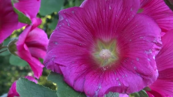 Hermoso verano acebo alcea rosea flores en el jardín — Vídeo de stock