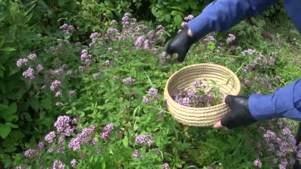 Gardener harvesting wild marjoram oregano medical flowers — Stock Video