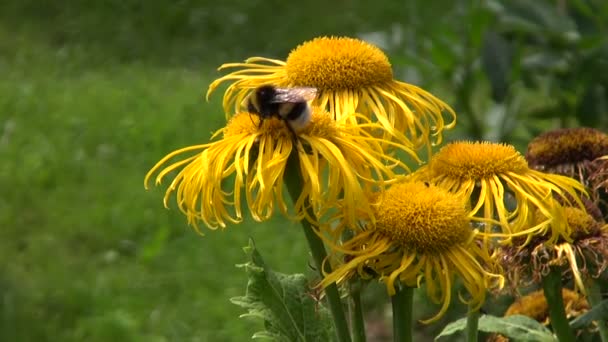 エレキャンペーン (オグルマ属 helenium) 医療花とマルハナバチ — ストック動画