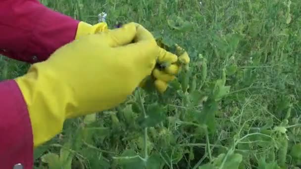 Gärtner mit gelbem Schutzhandschuh pflückt Erbsenschoten — Stockvideo