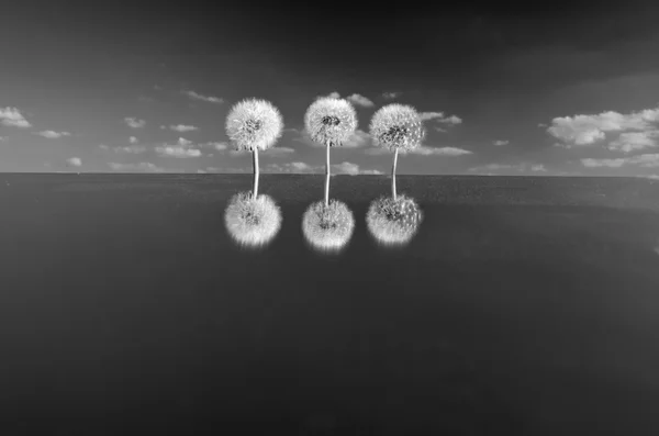 Three dandelion heads with seeds on mirror in space. B & W photos — Stock Photo, Image
