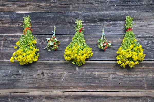 Wilde aardbei en St. Johns wort medische kruiden op muur — Stockfoto