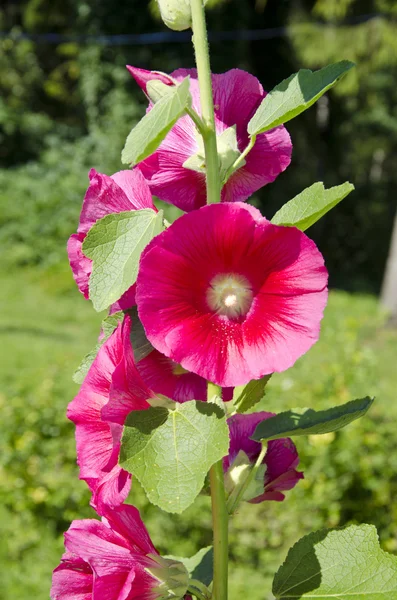 Mooie zomerse hollyhock kaasjeskruid rosea bloemen in de tuin — Stockfoto