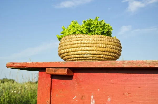 Hojas de lechuga ecológica fresca en cesta de madera sobre mesa roja —  Fotos de Stock