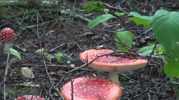 Группа ядовитых Amanita Muscaria грибов в лесу — стоковое видео
