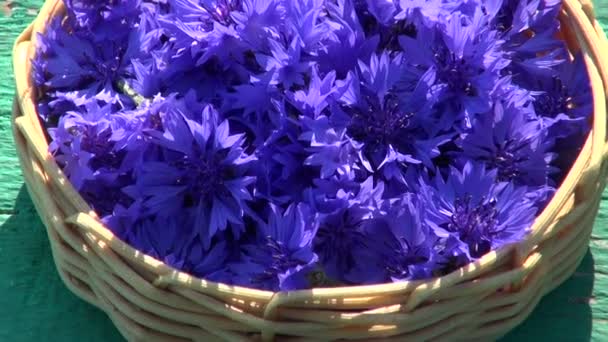 Frische medizinische Kornblumenblüten im Korb auf dem Gartentisch — Stockvideo