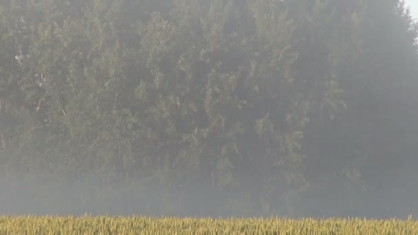 Verão manhã campo de trigo de terras agrícolas e neblina — Vídeo de Stock