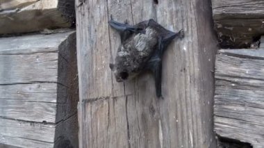yarasa türü (Eptesicus nilssonii) eski ahşap çiftlik barn duvar