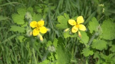 Büyük kırlangıçotu Chelidonium majus tıbbi çiçek çiçek