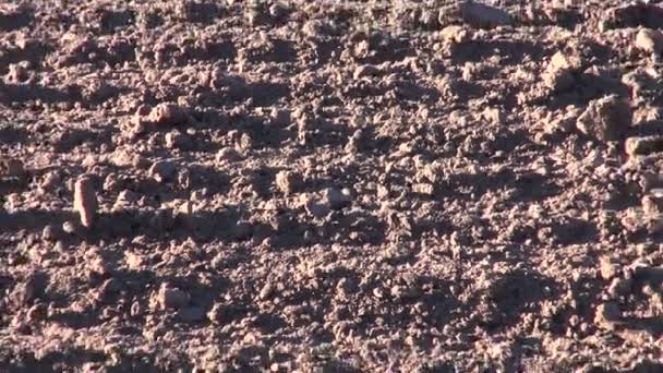 Plowed  agriculture farmland field soil — Stock Video