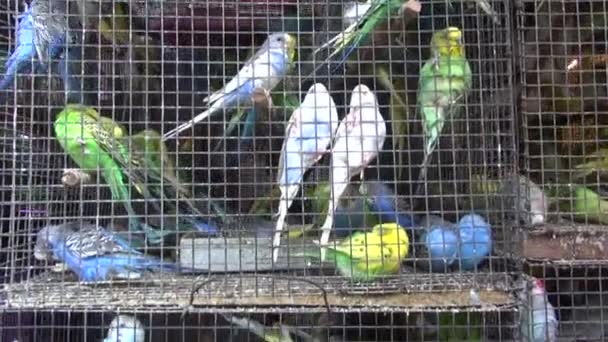 Cage with many multicolored  budgerigars in Mumbai market, India — Stock Video