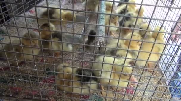 Küçük sarı ördek yavrusu metal kafes, Mumbai Pazar grup — Stok video