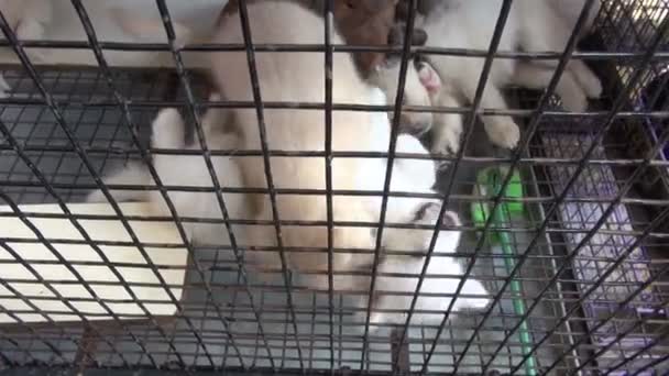 Petit beau chien jouant en cage, marché de Mumbai — Video