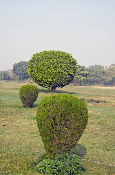 Formas decorativas de árboles en el parque de Nueva Delhi —  Fotos de Stock