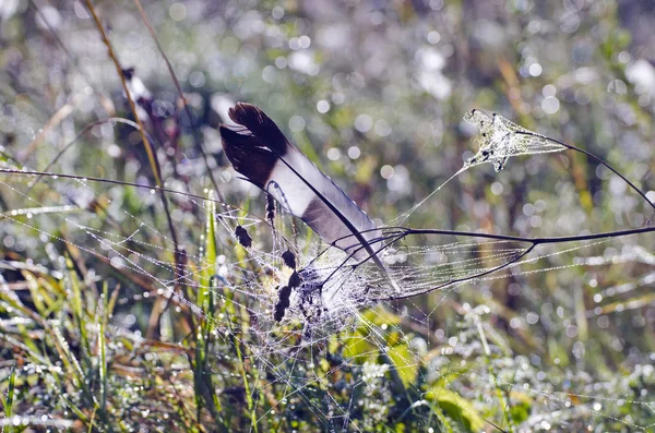 Wild dove pigeon feather in dewy summer grass — Stock Photo, Image