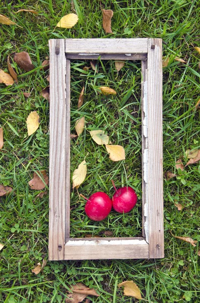 Dois maçã fresca vermelha na moldura antiga da janela na grama do jardim — Fotografia de Stock