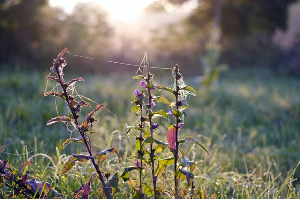 Sommerglockenblume mit taufrischem Spinnennetz im Morgenlicht — Stockfoto