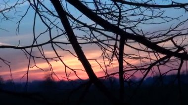 Sonbahar ağaç dal ve gündoğumu günbatımı gökyüzü