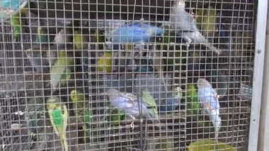 Kafes ile birçok muhabbet kuşu budgerigars pazarda Mumbai, Hindistan