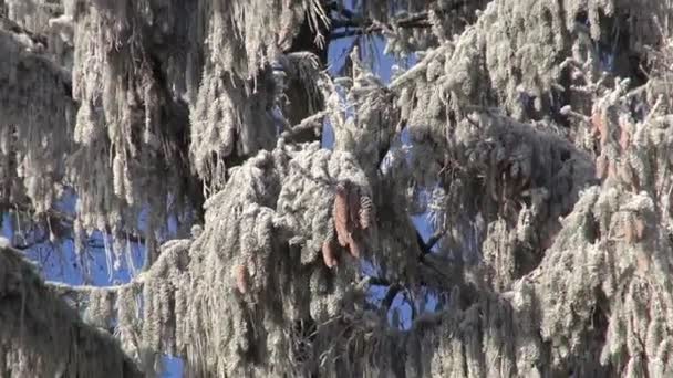 Hoarfrost sobre el abeto grande invernal en el bosque — Vídeo de stock