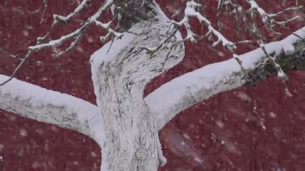 Παλιό κορμό δέντρου μήλο στον κήπο και η χιονοθύελλα χιονόπτωσης — Αρχείο Βίντεο