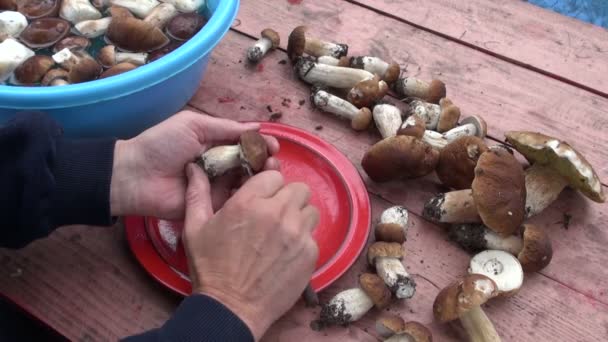 Voorbereiding van eetbare paddenstoel schimmels cep boletus op tafel — Stockvideo