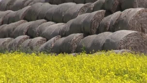 Vieille pile de paille sur le champ de colza jaune d'été — Video