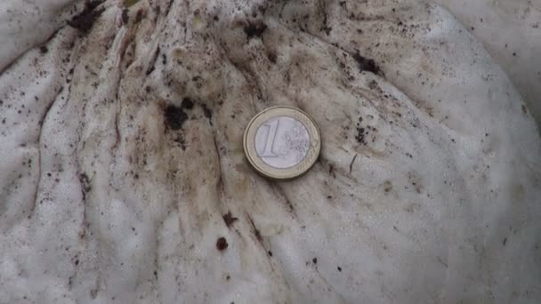 Pýchavka obrovská Langermannia obrovský hub a jedno euro mince