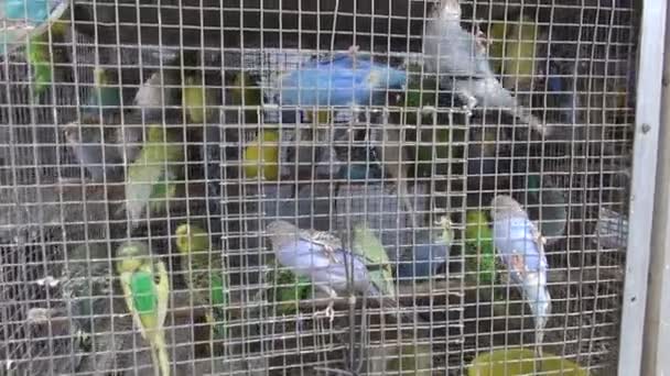 Cage with many budgies budgerigars in Mumbai market, India — Stock Video