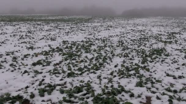 Invierno mañana niebla y campo de agricultura con plantas de nieve y colza — Vídeos de Stock