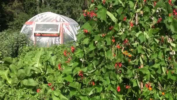 Пластиковая теплица в саду и цветущие бобы — стоковое видео