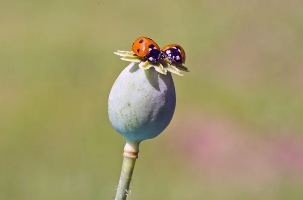 Duas joaninha joaninha na cabeça de sementes de papoula verde — Fotografia de Stock