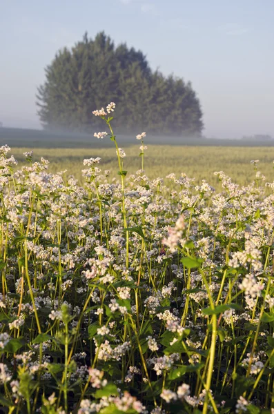 Letní krajina zemědělská půda s pohankové květy a mlha — Stock fotografie